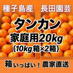 終盤ラスト！まとめ買いお得✨ 種子島産タンカン20kg家庭用（10kg×2箱）