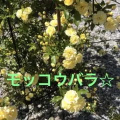 モッコウバラ　挿し木用　カット12本！今だけ限定！のサムネイル