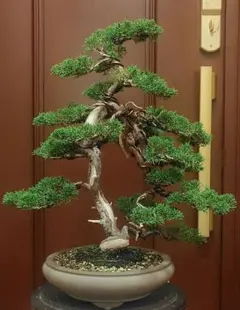 【皐月盆栽　八咫の采（やたのさい）】太幹・古木・将来有望な素材木 皐月盆栽 八咫の采（やたのさい）】太幹・古木・将来有望な素材木
