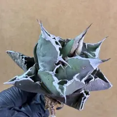 143 アガベ チタノタ 白鯨デッドホワイト 包葉株 ホイルタイプ - メルカリ