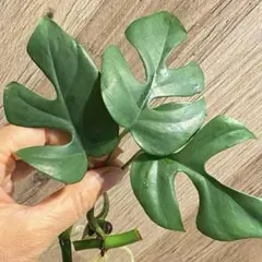 chibo様 リクエスト 2点 まとめ商品