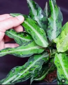 Aglaonema pictumのサムネイル