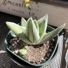 多肉植物♡グリーンアイス 斑入り 抜き苗