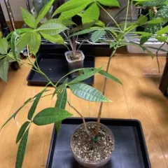桃 あかつき 結実実績あり 花芽付き 接木推定3年生 100cm級 果樹 苗木