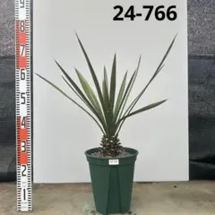 2026年最新】ユッカ フィリフェラの人気アイテム - メルカリ