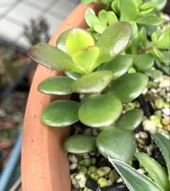 クラッスラ　花月　金のなる木　多肉植物　苗のサムネイル