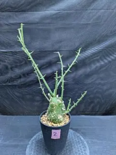 U598 貴重種！超大型！厳選美形株！アデニア プセウドグロボーサ 現地球 10f8fd50f4ef6444ec4adad63dea04