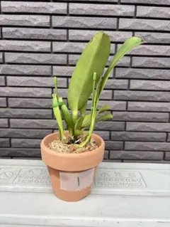 【No.1】カトレア　ドウィアナ　1鉢　【匿名配送　送料込み　洋蘭　原種】のサムネイル