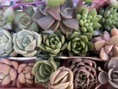 多肉植物　エケベリア　セダム