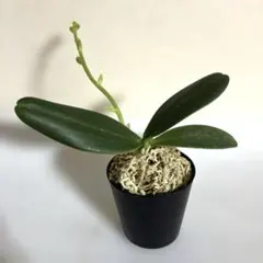 メル15249様専用です。