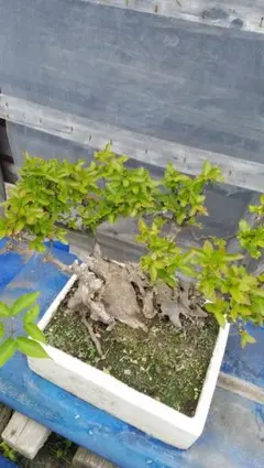 カイドウ 盆栽 幹太 樹形良 枝ぶり良好 植替済 樹勢良好 - メルカリ