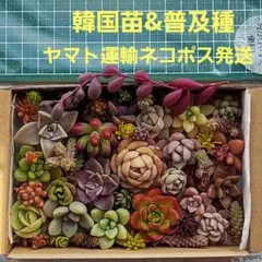 A　お得！　多肉植物　カット苗　韓国苗　&　普及種　寄せ植え詰め合わせ　セット