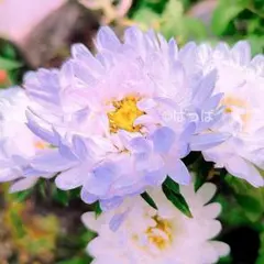 花の種 涼しげなグラデーション❁アスターブルーアイス 30粒 青い花のサムネイル