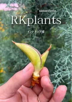ロリダ　バリエガータ　サンセベリア　斑入り　厳選　良型 ロリダ バリエガータ サンセベリア 斑入り 厳選 良型 抜き苗 - メルカリ