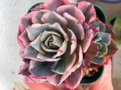 2026年最新】チュールス 多肉の人気アイテム - メルカリ