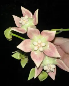 きびあずママ様 リクエスト 2点 まとめ商品