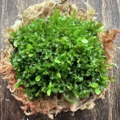 【激レア】P. ridleyi Pakarangリドレイパカラン 前葉体 XL①