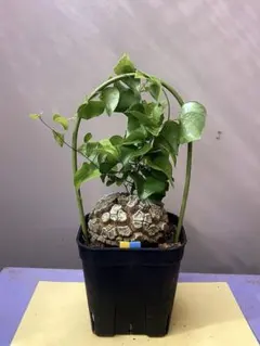 2026年最新】亀甲竜 植物の人気アイテム - メルカリ