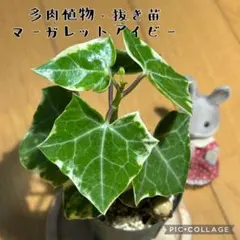 soa様 リクエスト 4点 まとめ商品