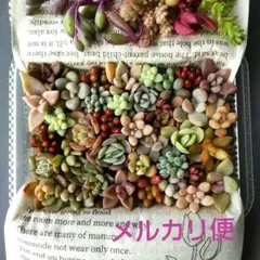 b 多肉植物セダム 多肉弁当 カット苗セット 詰め合わせ【ミニパック】