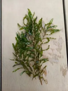 エビモ　日本の水草　後景草　5本のサムネイル