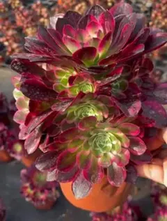 Top【選抜株】多肉植物　264061アエオニウム　ウィッチ綴化　12個　鉢無し Top【選抜株】多肉植物 264061アエオニウム ウィッチ綴化 12個 鉢無し