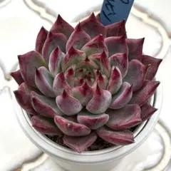 2026年最新】そわそわ×ロメオの人気アイテム - メルカリ