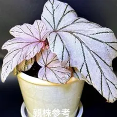 ベゴニア ラームン Lamoon メルカリ便 - メルカリ