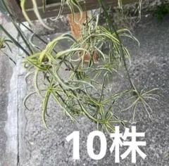 haku様 リクエスト 2点 まとめ商品