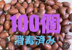 どんぐり 100個＋気持ちおまけ　マテバシイ
