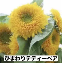 koogm様 リクエスト 2点 まとめ商品