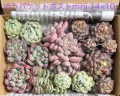 ピンクジェニー入り5種類の多肉植物詰め合わせ