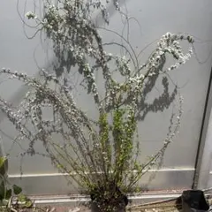 ๓เɭкץ様 リクエスト 2点 まとめ商品