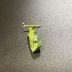 Item thumbnail for item 5182f0b0-37ab-43f3-b9b7-4131cb104b7a