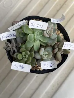 2025年最新】つぶつぶ屋の人気アイテム - メルカリ