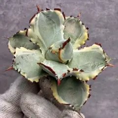 2025年最新】アガベ 甲蟹の人気アイテム - メルカリ