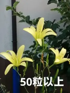 山野草ユウスゲの種　50粒以上のサムネイル