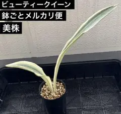 美株　希少　サンスベリアビューティークイーン　中株　レア　鉢ごとメルカリ便② 選抜美株 希少 サンスベリアビューティークイーン 中株 レア 鉢