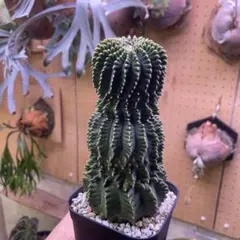 Gymnocalycium mihanovichii 棘無　綴化 Gymnocalycium mihanovichii 棘無 綴化 - メルカリ