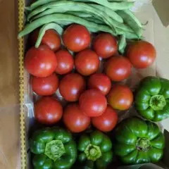 7月26日9時迄即日発送 新鮮野菜セット トマト インゲン ピーマンのサムネイル
