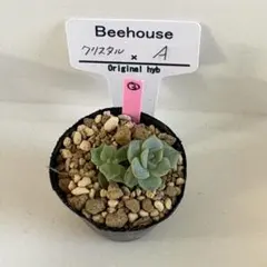 2025年最新】bee house 多肉の人気アイテム - メルカリ