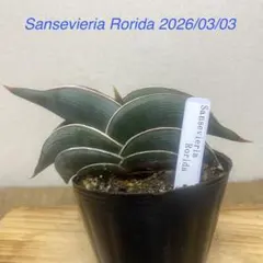 2026年最新】サンスベリア ロリダの人気アイテム - メルカリ