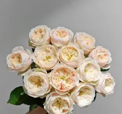薔薇 バラ苗 開花中苗 DAローズ 挿木苗3年目 Charit* - メルカリ