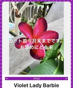 プルメリア Jamaica Fire５号実生接木（花芽付き） プルメリア Jamaica Fire5号実生接木花芽付き② - メルカリ