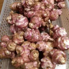 紫きくいも　栽培中農薬不使用　1キロ