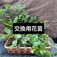 福岡S6号 いちご苗 ラスト1苗 果樹 | Mercari