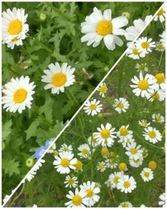 MP様 リクエスト 2点 まとめ商品