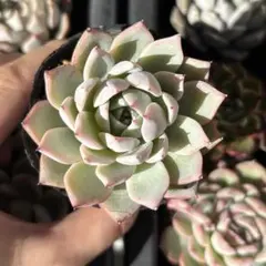 kucoco様 リクエスト 3点 まとめ商品