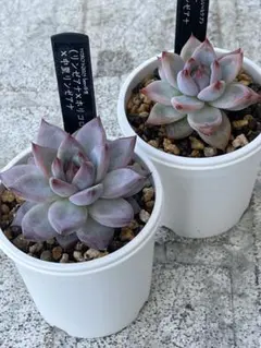 し*み様 実生「中里リンゼアナ×二瓶リンゼアナ」 「おらいさんリンゼアナ×二瓶リ リンゼアナ・リンゼアナ・リンゼアナ | ブログ版