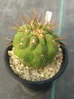 2026年最新】コピアポア 種の人気アイテム - メルカリ